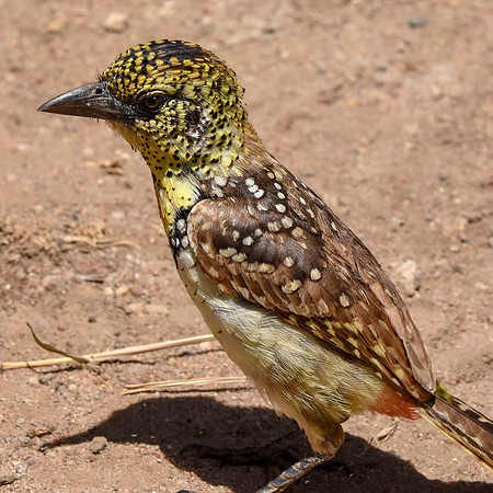 D'Arnaud's barbet