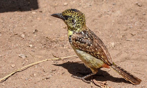D'Arnaud's barbet