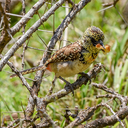 D'Arnaud's barbet