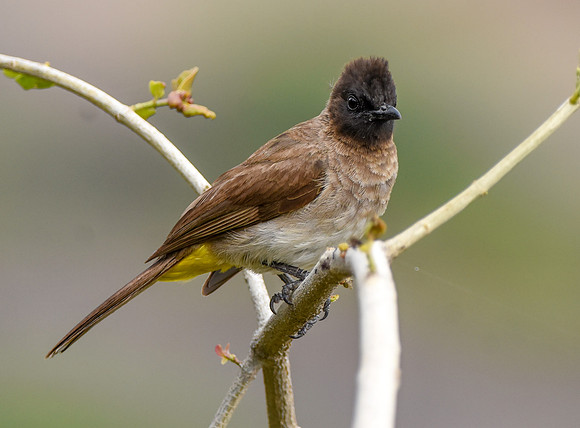 Dark capped bulbul