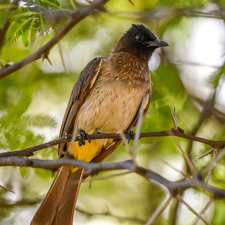 Dark capped bulbul
