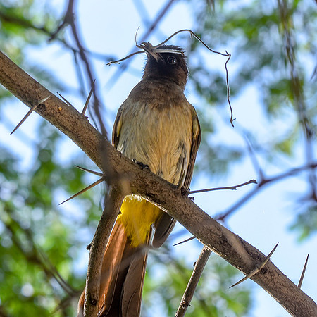 Dark capped bulbul