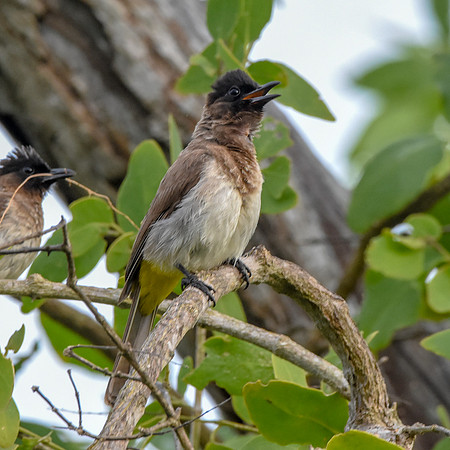 Dark capped bulbul
