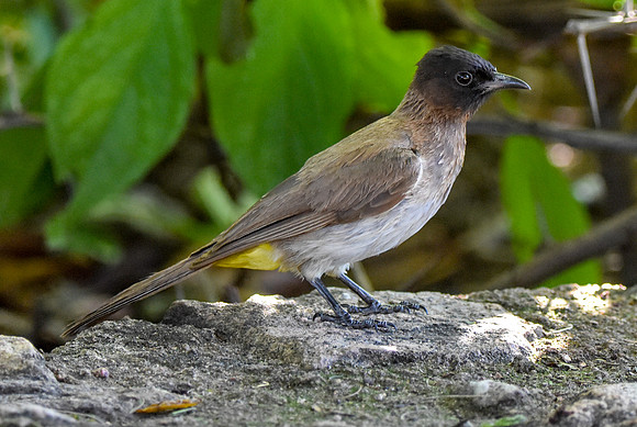 Dark capped bulbul