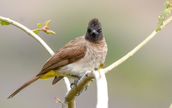 Dark capped bulbul