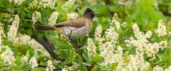 Dark capped bulbul