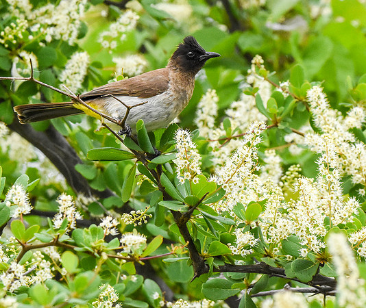 Dark capped bulbul