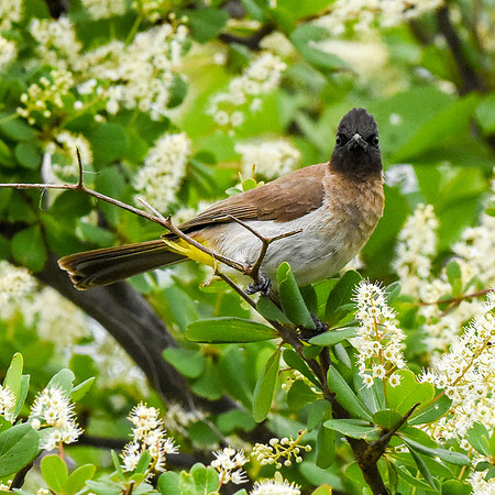 Dark capped bulbul