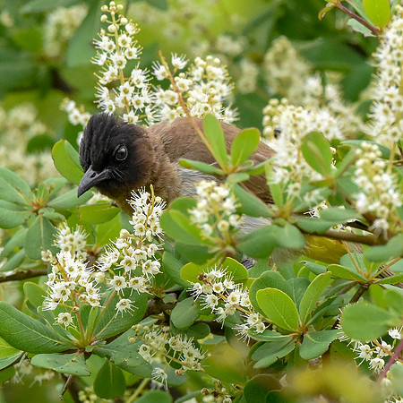 Dark capped bulbul