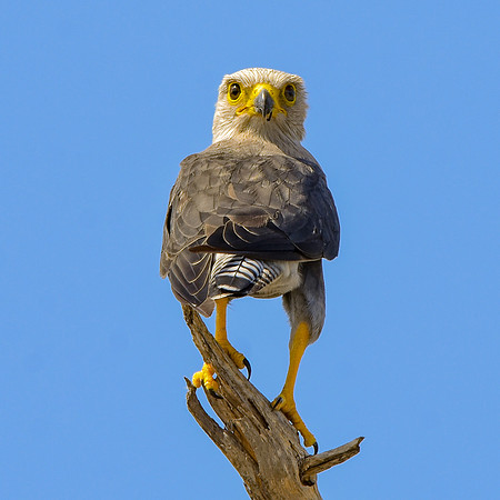 Dickinson's kestrel