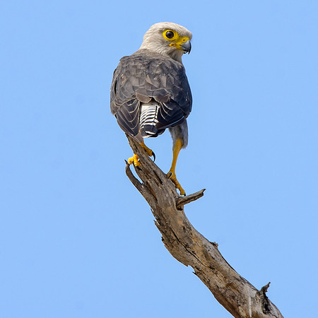 Dickinson's kestrel