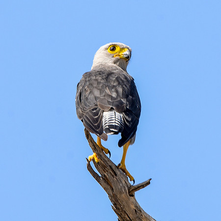 Dickinson's kestrel