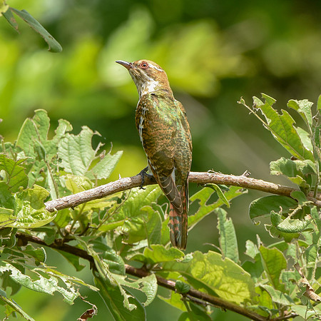 Diderick cuckoo
