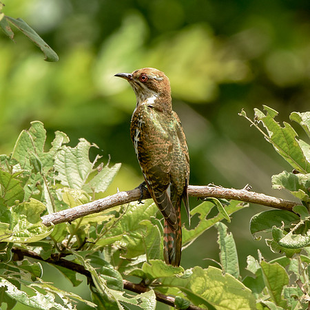 Diderick cuckoo