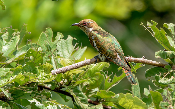 Diderick cuckoo