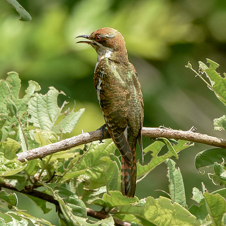 Diderick cuckoo