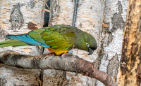 Burrowing parrot