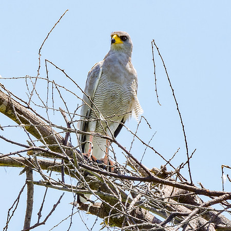 Eastern chanting goshawk