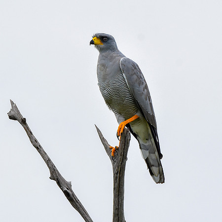 Eastern chanting goshawk