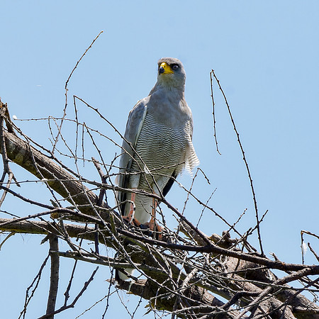 Eastern chanting goshawk