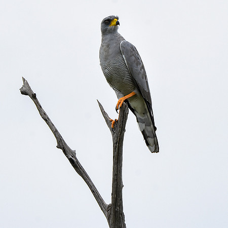 Eastern chanting goshawk