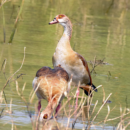 Egyptian goose