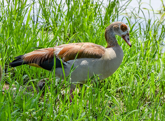 Egyptian goose
