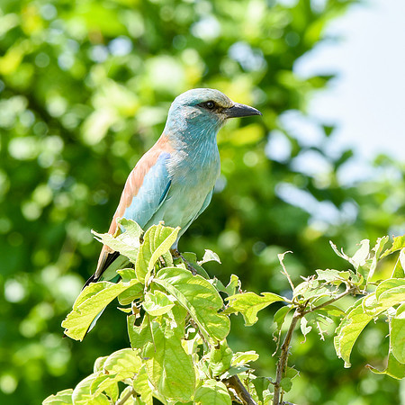 European roller