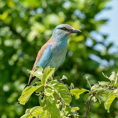 European roller