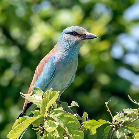European roller