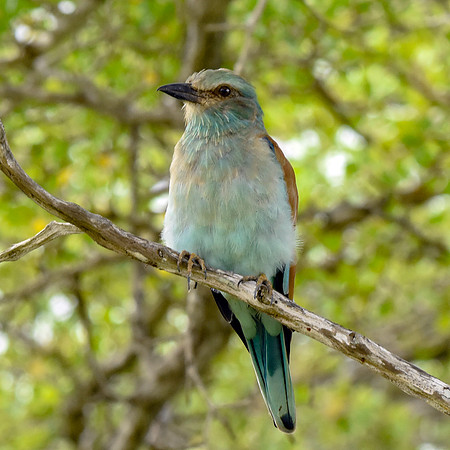 European roller