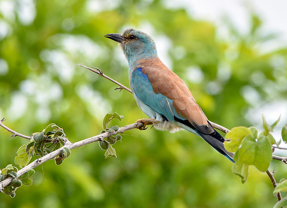 European roller