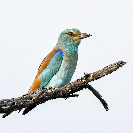European roller