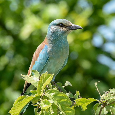 European roller