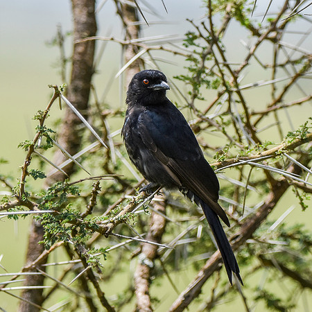 Fork tailed drongo
