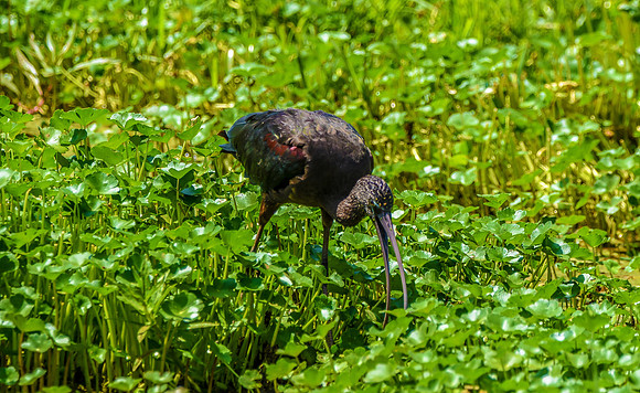 Glossy ibis