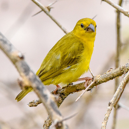 Golden Palm weaver