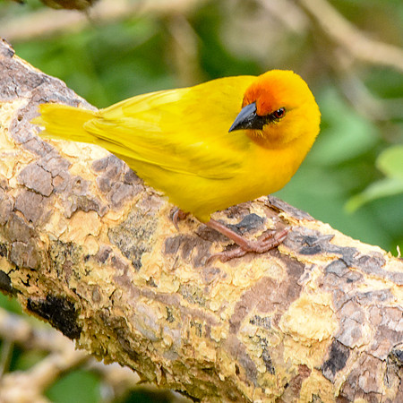 Golden Palm weaver
