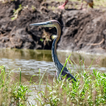 Goliath heron