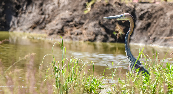 Goliath heron