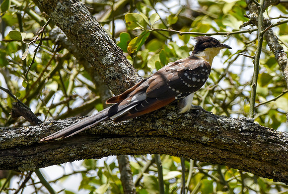 Great spotted cuckoo