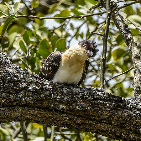 Great spotted cuckoo