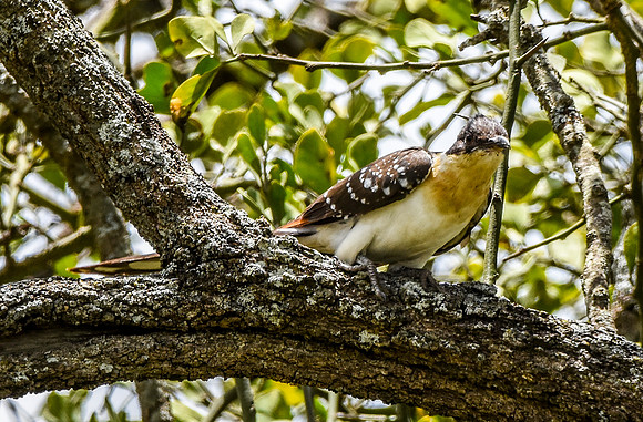 Great spotted cuckoo