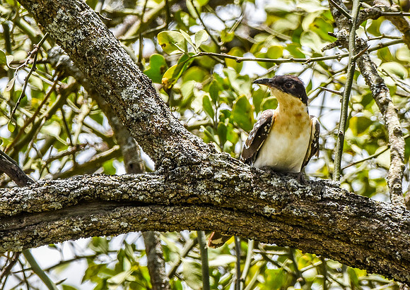 Great spotted cuckoo