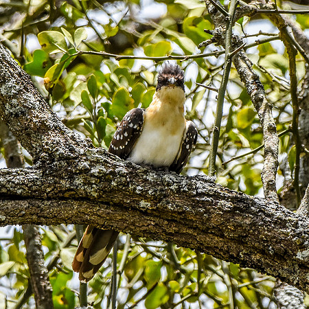 Great spotted cuckoo
