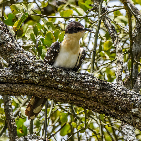 Great spotted cuckoo