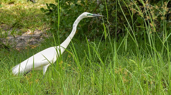 Great white egret