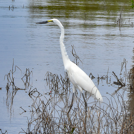 Great white egret