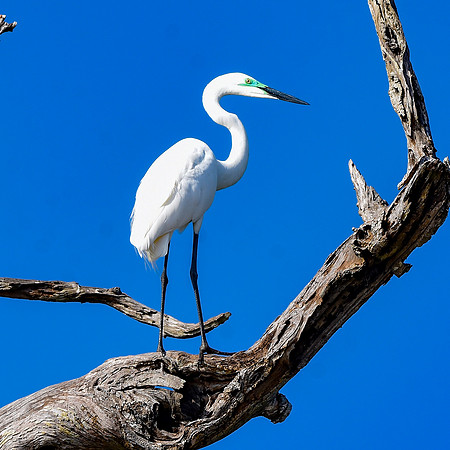 Great white egret