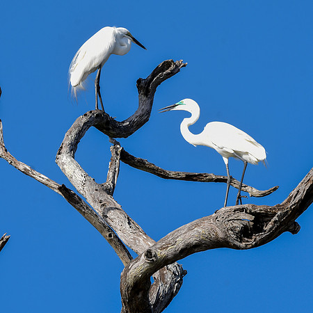Great white egret